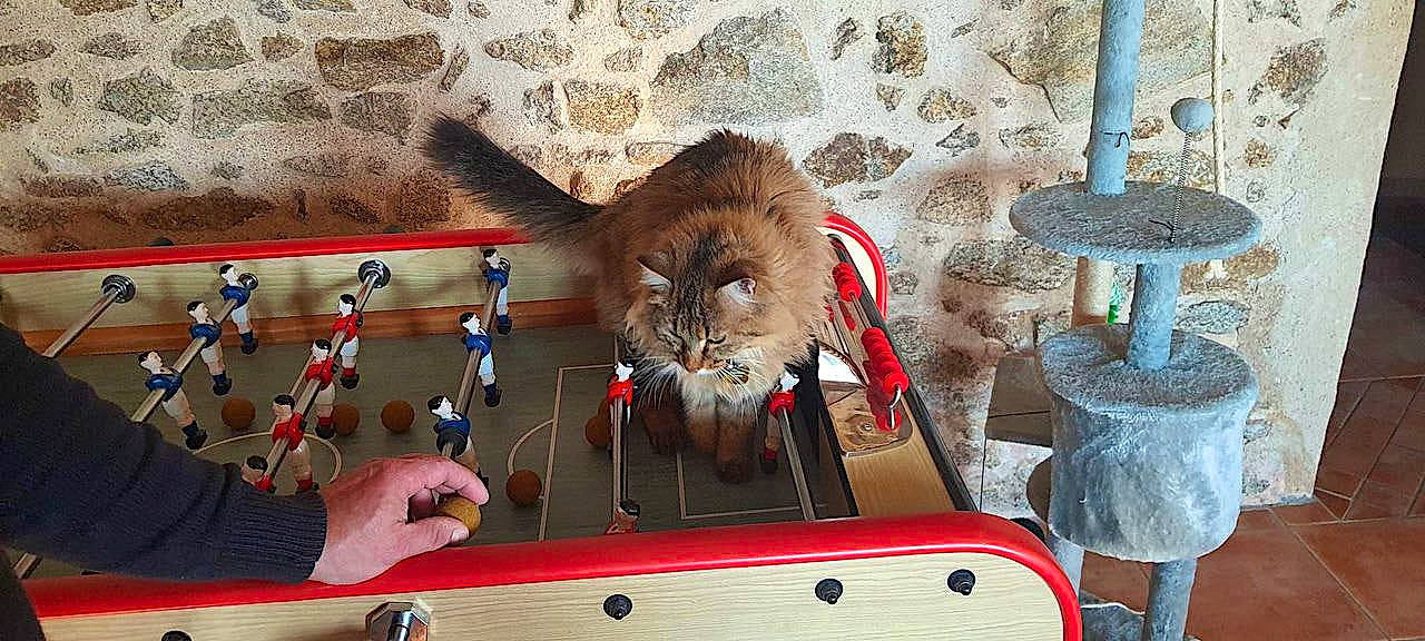 Sissi a rejoint le concours — aidez-le/la à gagner de superbes lots ! art, big_cats, carnivore, cat, domestic_short_haired_cat, fawn, felidae, fur, illustration, lion, paw, recreation, small_to_medium_sized_cats, snout, tail, terrestrial_animal, visual_arts, whiskers, wildlife, wood