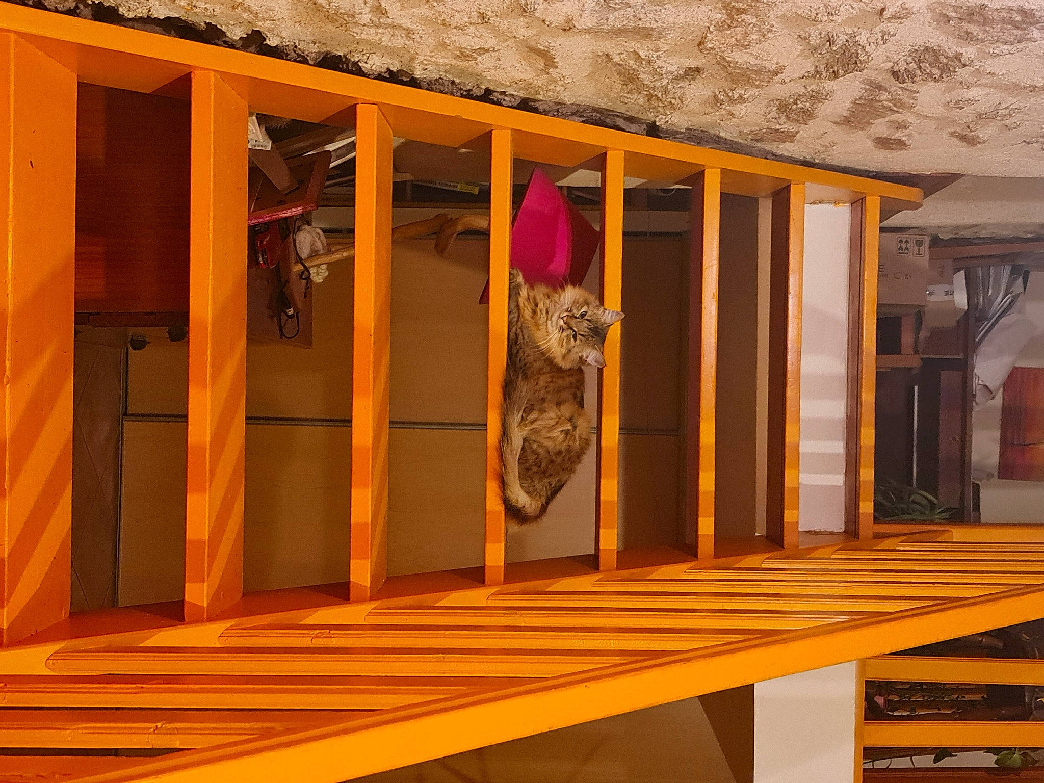 Sissi a rejoint le concours — aidez-le/la à gagner de superbes lots ! art, building, ceiling, facade, floor, flooring, hardwood, interior_design, orange, pattern, plank, plywood, rectangle, room, shade, symmetry, tints_and_shades, varnish, wood, wood_stain