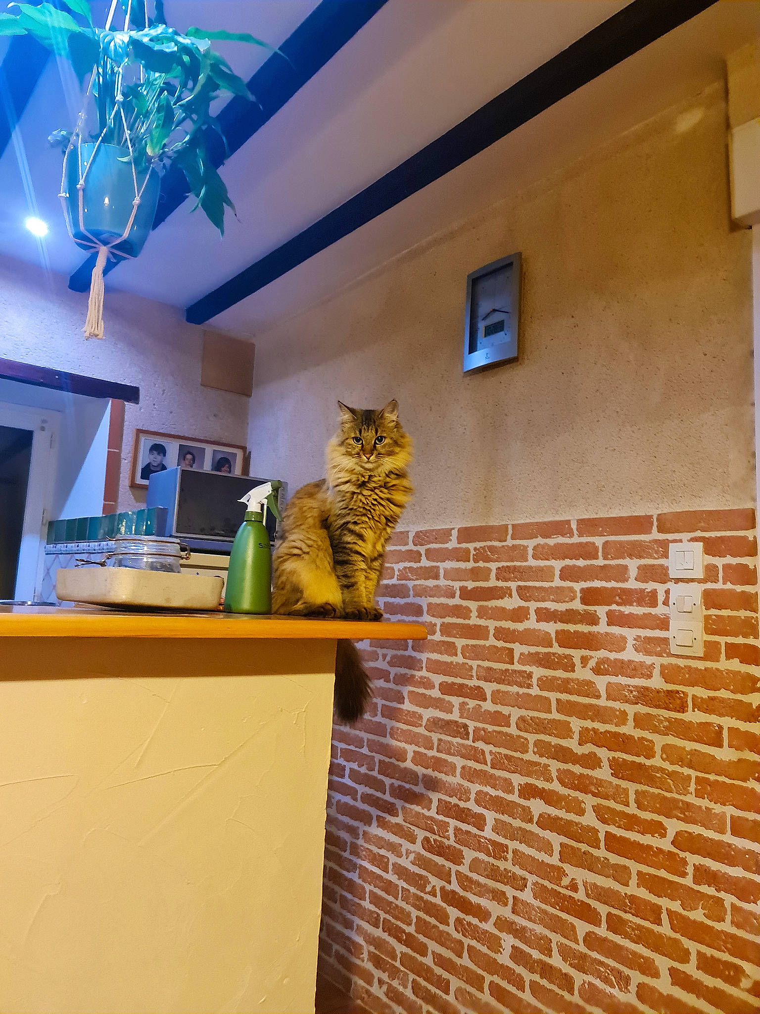 Sissi a rejoint le concours — aidez-le/la à gagner de superbes lots ! architecture, brick, brickwork, building, carnivore, cat, ceiling, felidae, floor, flooring, house, interior_design, line, plant, room, small_to_medium_sized_cats, wall, whiskers, window, wood