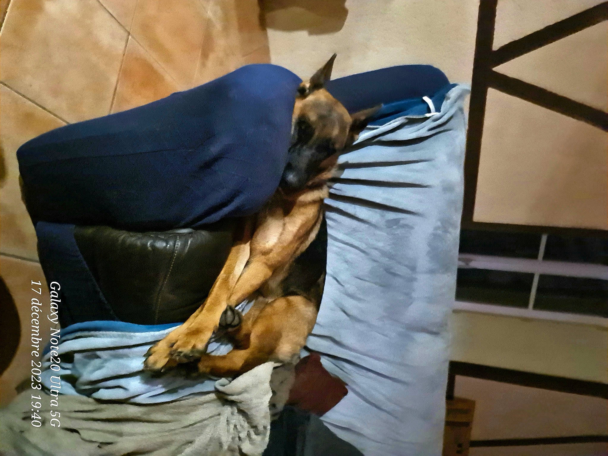 Tyna participe au concours pour gagner de l'argent avec cette photo : bag, canidae, carnivore, comfort, companion_dog, dog, dog_breed, dog_supply, fawn, fur, guard_dog, human_leg, linens, nap, puppy, sitting, snout, sporting_group, toy_dog, working_animal