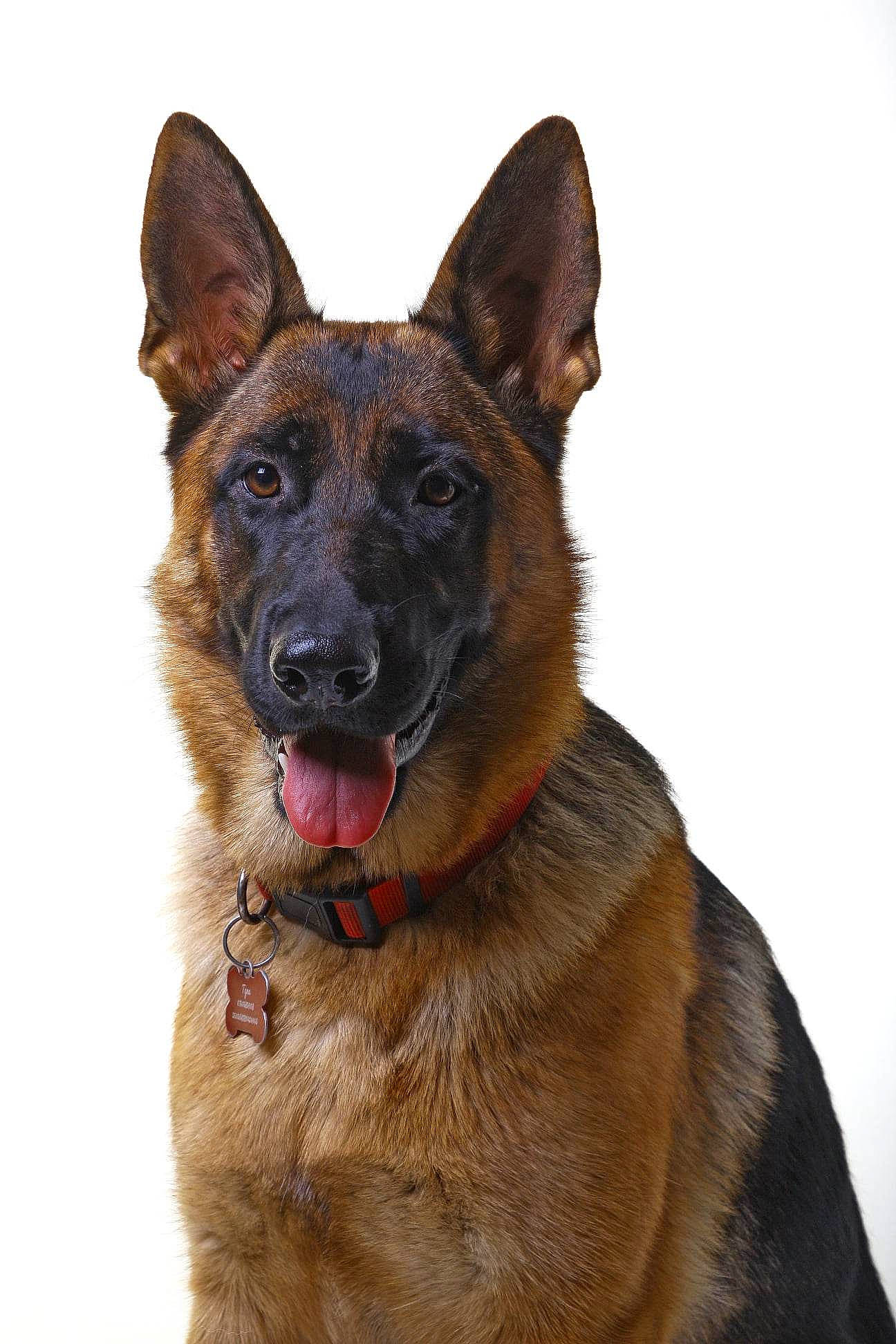 Tyna participe au concours pour gagner de l'argent avec cette photo : belgian_shepherd_malinois, biting, canidae, carnivore, collar, dog, dog_breed, dog_collar, dog_supply, east_european_shepherd, fawn, german_shepherd_dog, guard_dog, herding_dog, king_shepherd, old_german_shepherd_dog, snout, sporting_group, working_animal, working_dog