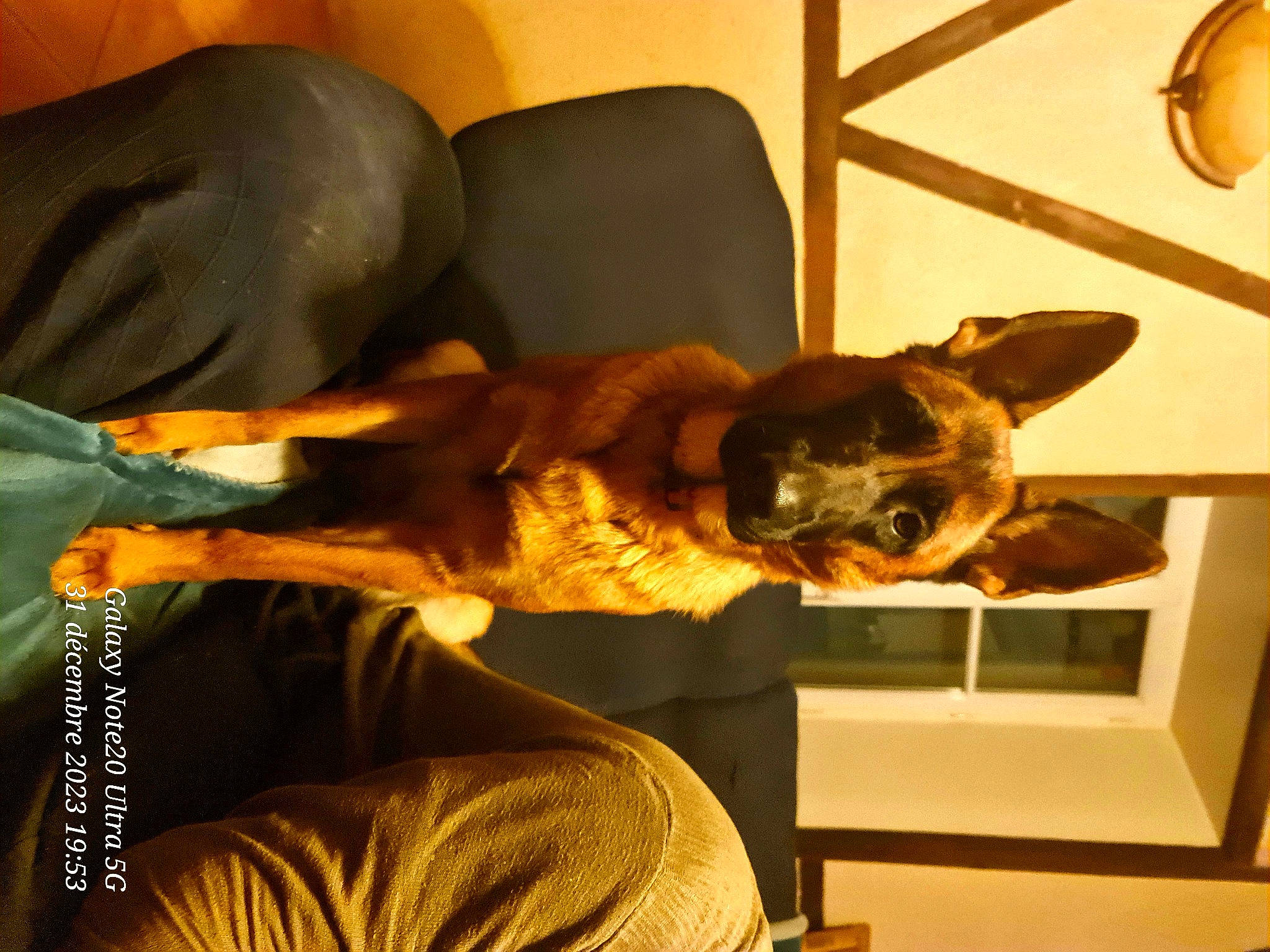 Tyna participe au concours pour gagner de l'argent avec cette photo : canidae, carnivore, chair, comfort, companion_dog, couch, dog, dog_breed, fawn, felidae, flooring, room, small_to_medium_sized_cats, sporting_group, tail, toy_dog, whiskers, window, wood, working_animal