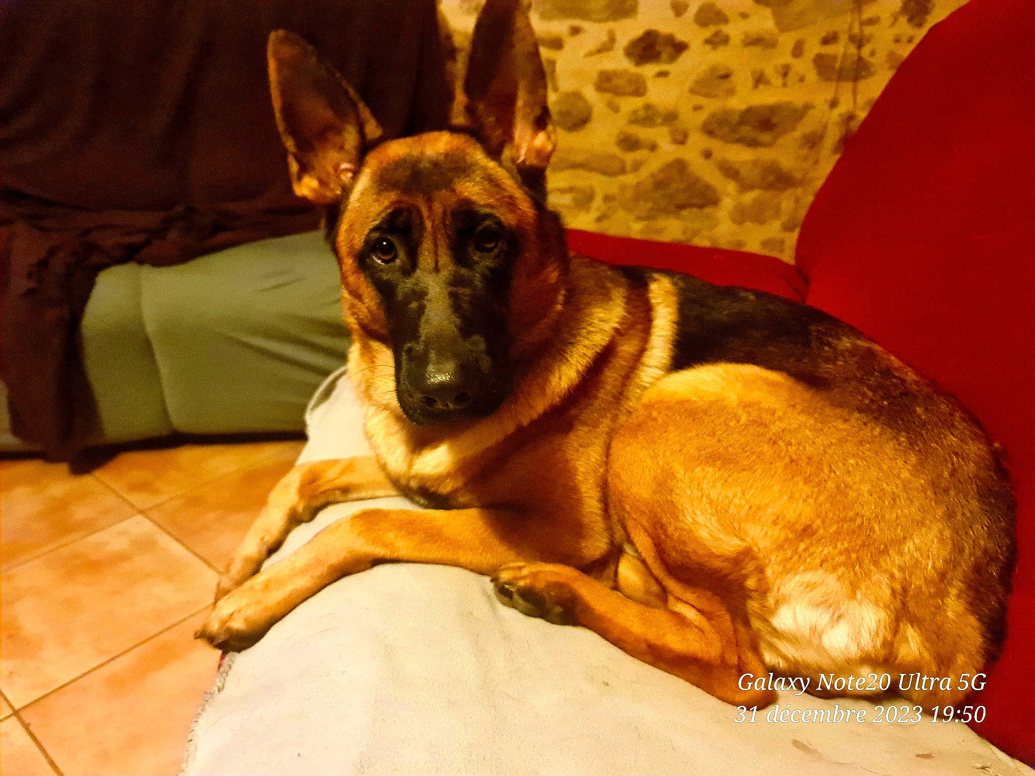 Tyna participe au concours pour gagner de l'argent avec cette photo : ancient_dog_breeds, bored, canidae, carnivore, comfort, companion_dog, couch, dog, dog_breed, ear, fawn, fur, guard_dog, paw, snout, sporting_group, whiskers, wood, working_animal, working_dog