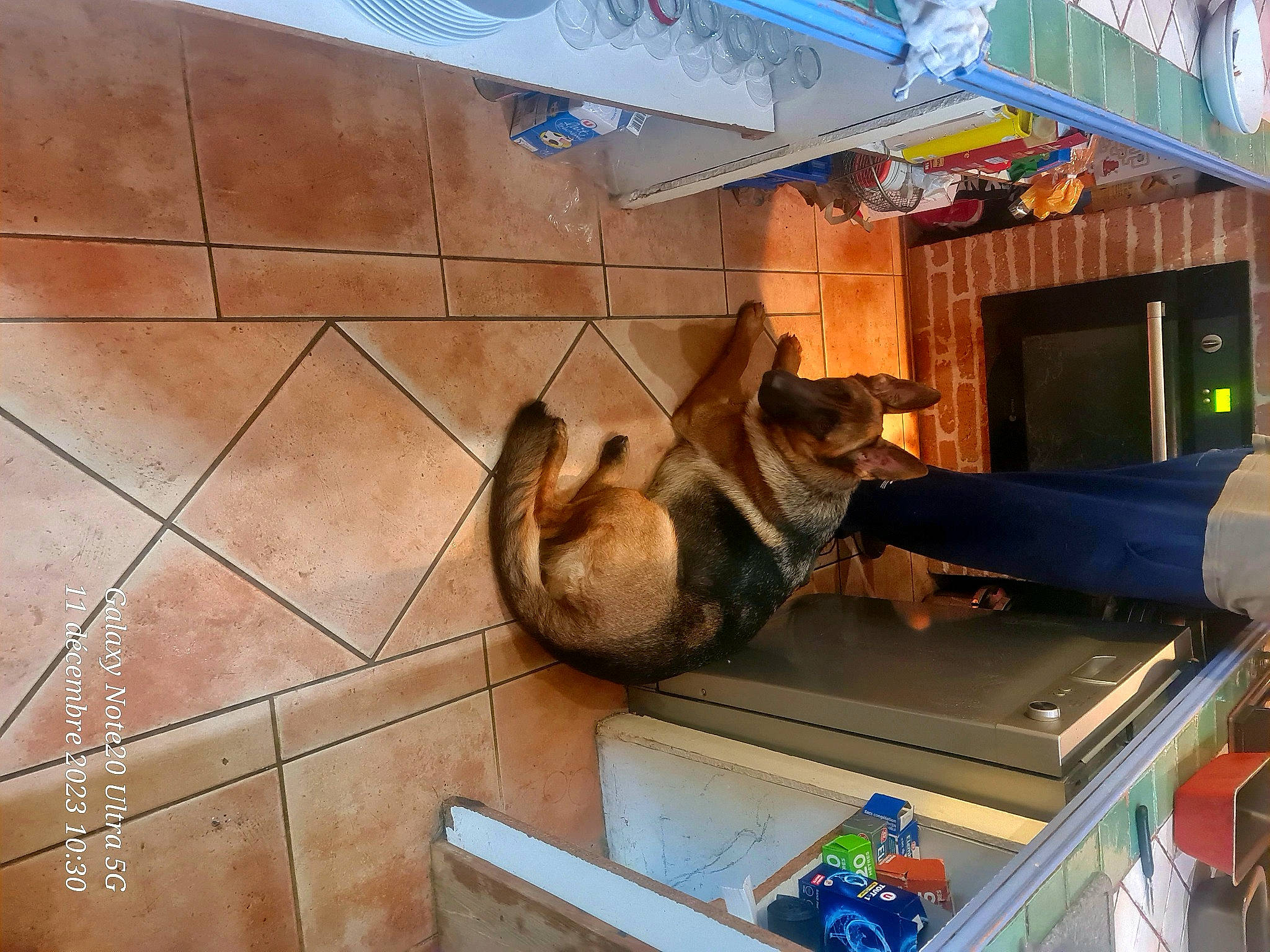 Tyna a rejoint le concours — aidez-le/la à gagner de superbes lots ! art, box, building, carnivore, dog, fawn, felidae, flooring, hardwood, house, room, waste_container, wood