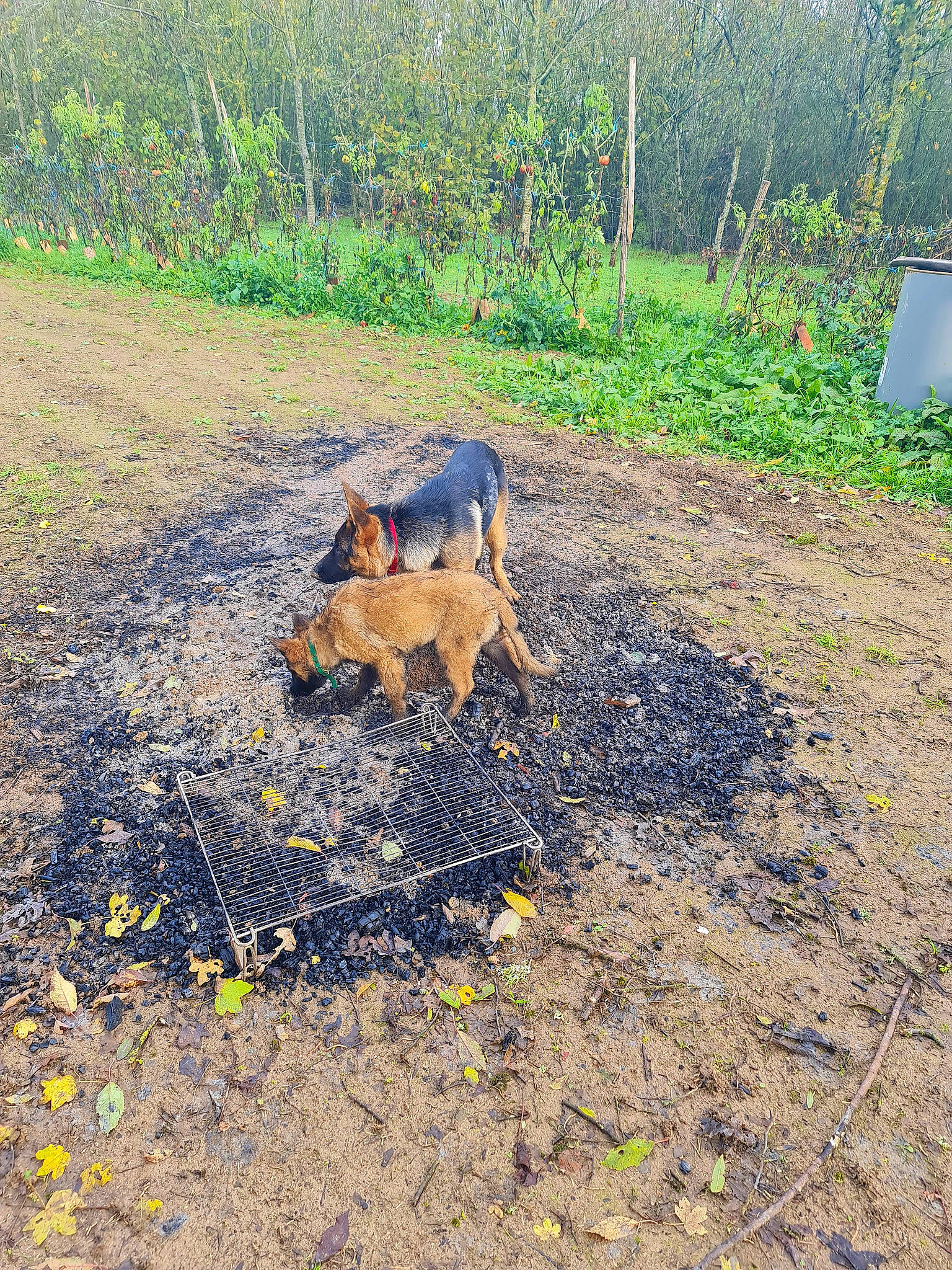 Tessa participe au concours pour gagner de l'argent avec cette photo : canidae, carnivore, companion_dog, dog, dog_breed, fawn, field, grass, grassland, groundcover, landscape, pasture, plant, shrubland, soil, sporting_group, tail, tree, wildlife, working_animal