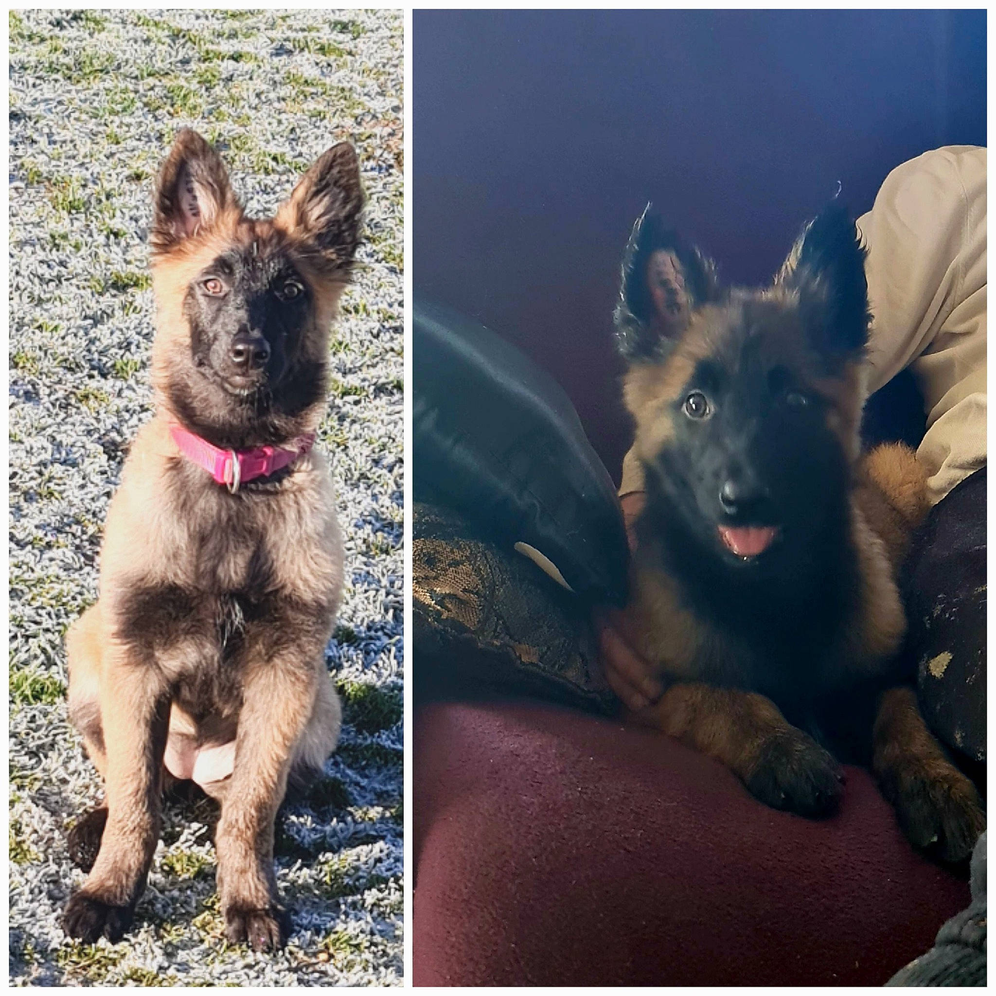 Tessa a rejoint le concours — aidez-le/la à gagner de superbes lots ! art, canidae, carnivore, companion_dog, dog, dog_breed, electric_blue, fur, german_shepherd_dog, herding_dog, organism, rectangle, snout, sporting_group, square, terrestrial_animal, wildlife, working_animal, working_dog