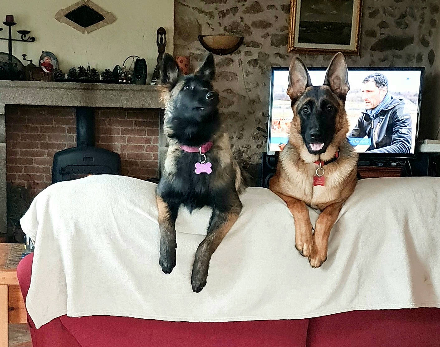 Tessa participe au concours pour gagner de l'argent avec cette photo : canidae, carnivore, collar, companion_dog, dog, dog_breed, dog_collar, dog_supply, ear, event, fawn, fur, guard_dog, picture_frame, shelf, snout, sporting_group, whiskers, window, working_animal