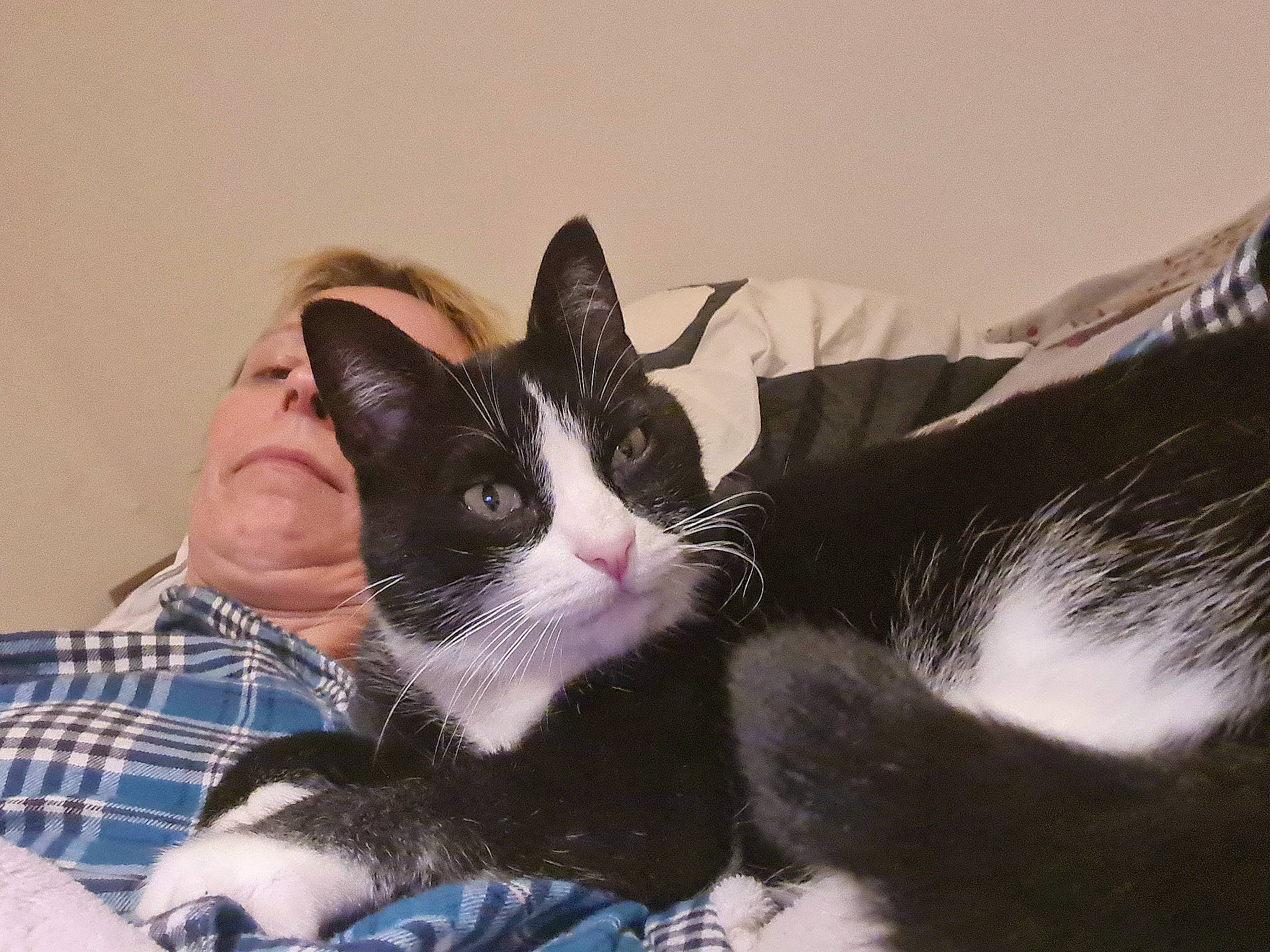 Bouboule a rejoint le concours — aidez-le/la à gagner de superbes lots ! black_cat, carnivore, cat, claw, comfort, domestic_short_haired_cat, felidae, fur, gesture, moustache, nap, paw, plaid, sitting, small_to_medium_sized_cats, snout, tail, tartan, whiskers