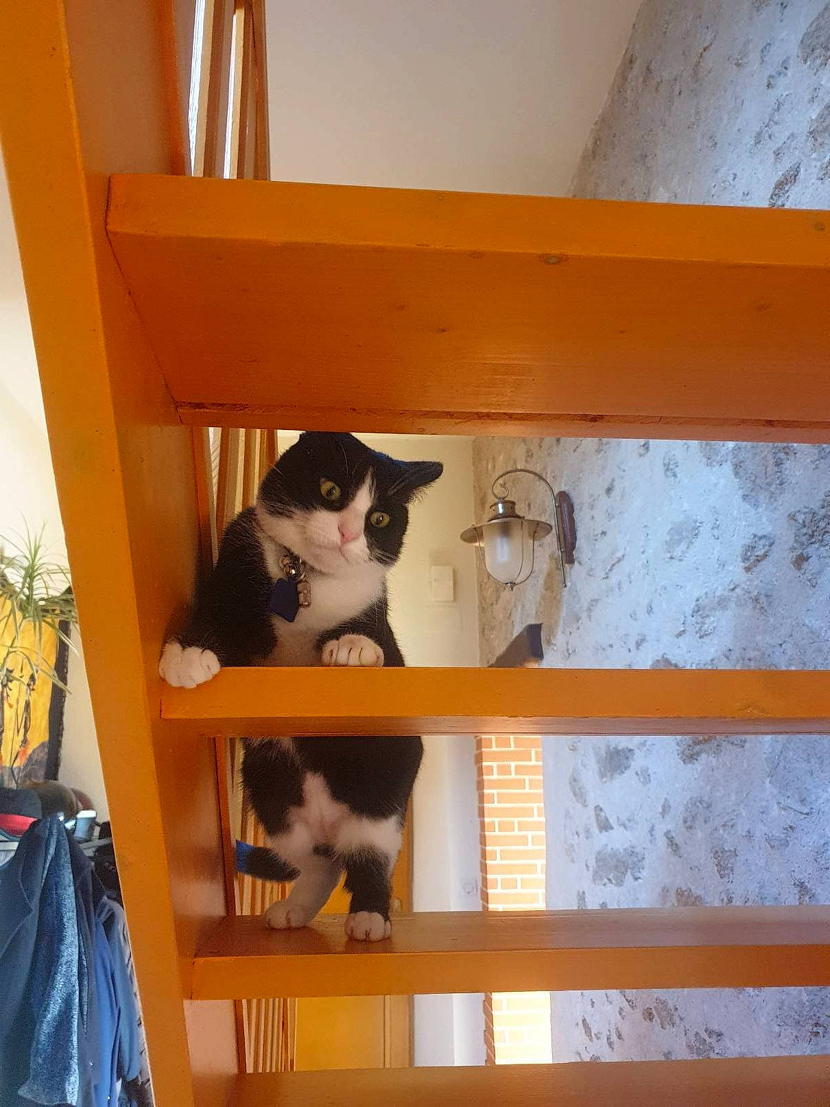 Bouboule a rejoint le concours — aidez-le/la à gagner de superbes lots ! box, carnivore, cat, cat_supply, domestic_short_haired_cat, felidae, flooring, hardwood, pet_supply, plywood, room, shelf, shelving, small_to_medium_sized_cats, stairs, tail, whiskers, window, wood, wood_stain