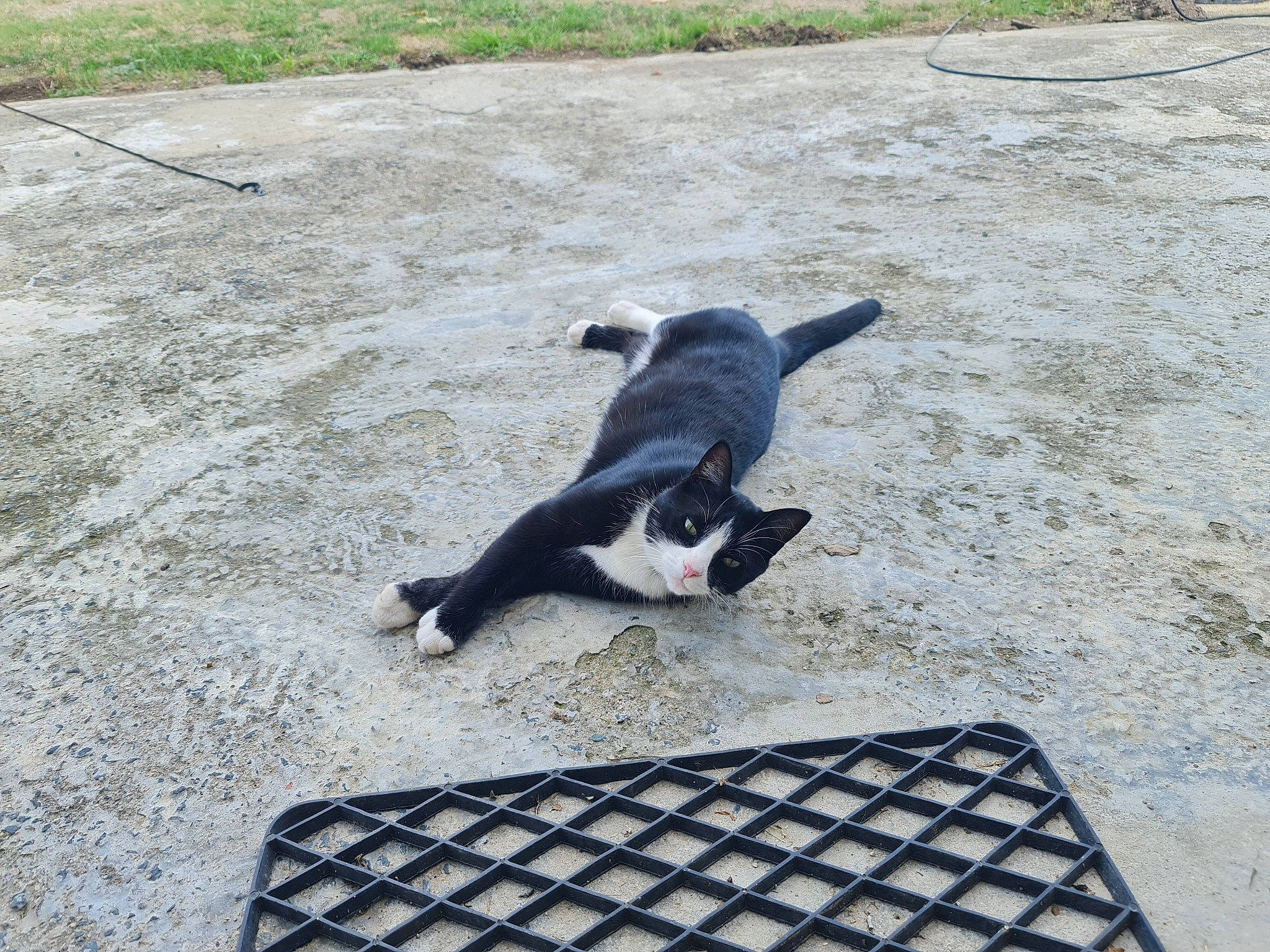Bouboule participe au concours pour gagner de l'argent avec cette photo : asphalt, canidae, carnivore, companion_dog, dog, dog_breed, flooring, grass, herding_dog, plant, road_surface, shadow, soil, sporting_group, tail
