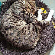 Luffy a rejoint le concours — aidez-le/la à gagner de superbes lots ! cat, tabby_cat, sleeping, pet_bed, curled_up, white_paws, furry, indoor, resting, cozy, domestic_cat, animal, cute, striped, relaxed, soft, fluffy, peaceful, nap, fur