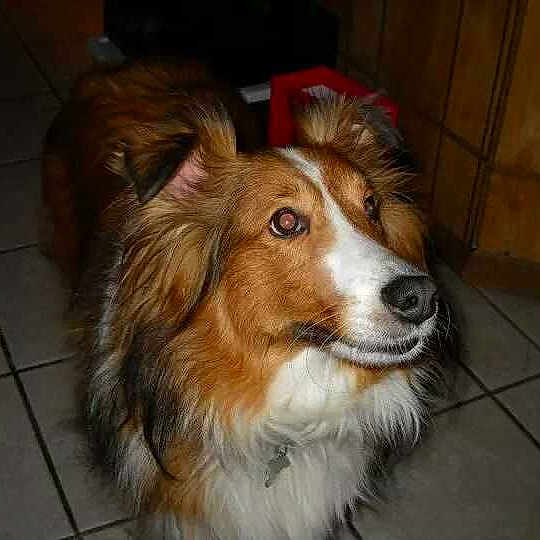 Pumpkin is registered to the contest to win money with this photo: