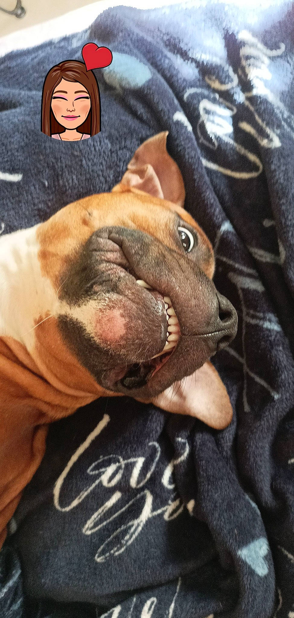 Attila Nouchka participe au concours pour gagner de l'argent avec cette photo : bulldog, canidae, carnivore, comfort, companion_dog, dog, dog_breed, ear, fawn, foot, fur, liver, molosser, paw, snout, sporting_group, terrestrial_animal, whiskers, working_animal, wrinkle