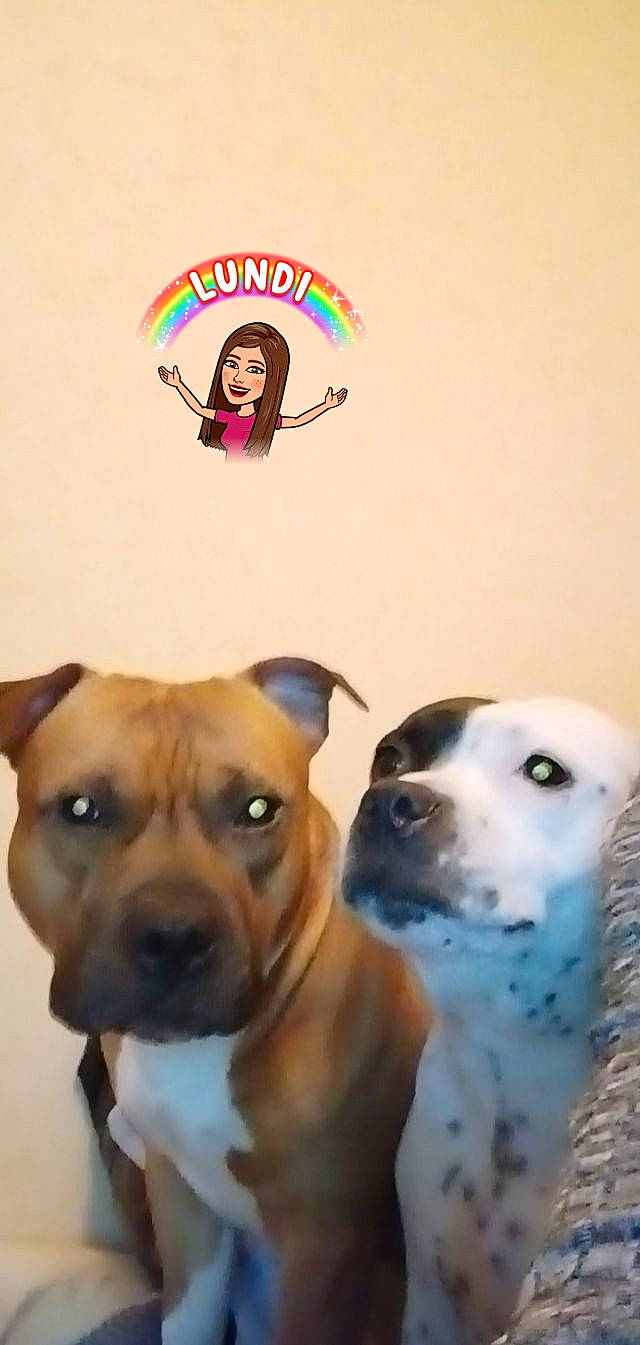 Attila Nouchka participe au concours pour gagner de l'argent avec cette photo : ancient_dog_breeds, canidae, carnivore, collar, companion_dog, dog, dog_breed, dog_collar, fawn, font, happy, mammal, non_sporting_group, photo_caption, snout, sporting_group, whiskers, working_animal, working_dog