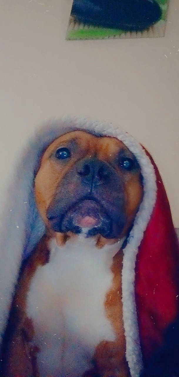 Attila Nouchka a rejoint le concours — aidez-le/la à gagner de superbes lots ! art, bulldog, canidae, carnivore, companion_dog, dog, dog_breed, fawn, fur, illustration, liver, paint, painting, snout, snow, sporting_group, watercolor_paint, whiskers, working_animal, wrinkle