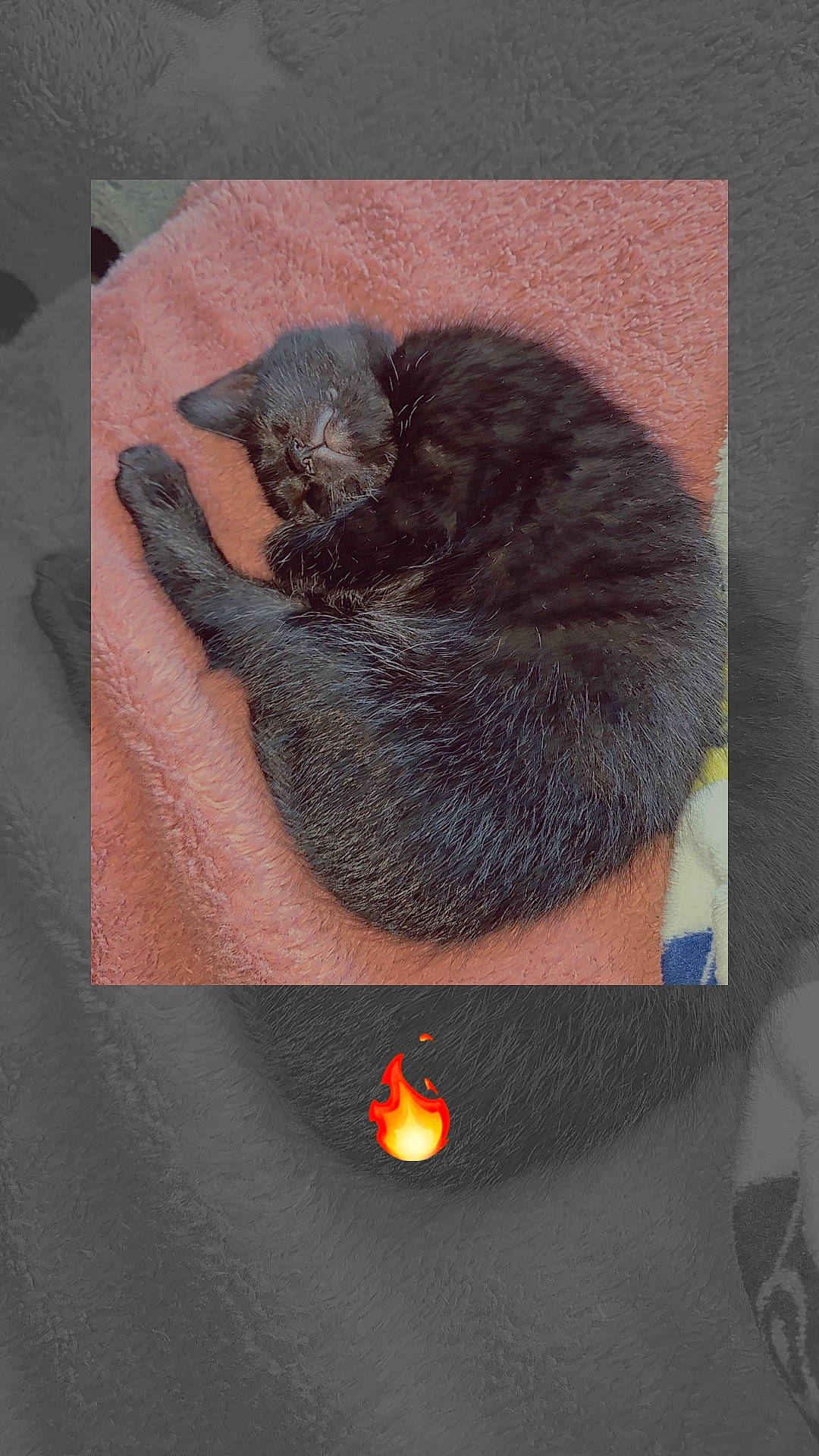 Kali participe au concours pour gagner de l'argent avec cette photo : art, black_cat, carnivore, cat, claw, comfort, domestic_short_haired_cat, felidae, fur, grey, illustration, nap, paw, sleep, small_to_medium_sized_cats, snout, tail, vertebrate, visual_arts, whiskers