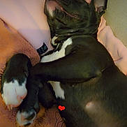 Oslo participe au concours pour gagner de l'argent avec cette photo : dog, sleeping, black_and_white, paws, blanket, person, hoodie, pink, cozy, indoor, relaxed, snuggling, cute, animal, pet, fur, resting, closeup, love, heart