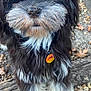 Ryker is registered to the contest to win money with this photo: dog, black_and_white, fluffy, fur, outdoor, pebbles, leaves, pet, cute, animal, collar, tag, portrait, close_up, beard, small_dog, curious, nature, paw, friendly