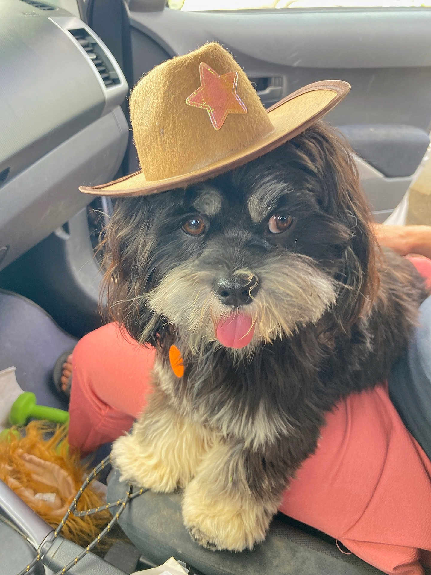 Ryker joined the competition — help win amazing prizes! dog, pet, hat, cowboy_hat, black_and_white, fluffy, tongue_out, car_interior, lap, person, seat, cute, animal, companion, playful, fur, small_dog, indoors, accessory, adorable