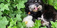 Ryker is registered to the contest to win money with this photo: dog, black_and_white, plush_toy, green_leaves, outdoor, nature, pet, animal, tongue_out, happy, fur, lying_down, leaf, summer, playful, relaxed, toy, close_up, cute, canine