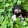 dog, black_and_white, plush_toy, green_leaves, outdoor, nature, pet, animal, tongue_out, happy, fur, lying_down, leaf, summer, playful, relaxed, toy, close_up, cute, canine