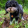 Ryker joined the competition — help win amazing prizes! dog, black_dog, outdoor, forest, greenery, grass, leaves, nature, pet, canine, fur, beard, curious, animal, collar, adventure, scruffy, ground, plant, woods