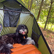 Ryker is registered to the contest to win money with this photo: dog, tent, outdoor, forest, sleeping_pad, green, orange, pet, nature, relaxed, happy, animal, fur, tongue_out, camping, shade, trees, daylight, resting, cozy