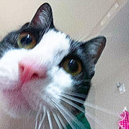 Willow is registered to the contest to win money with this photo: cat, close_up, curious, pink_nose, whiskers, indoor, face, pet, animal, feline, eyes, black_and_white, indoor_lighting, portrait, nose, fur, close, head, indoor_background
