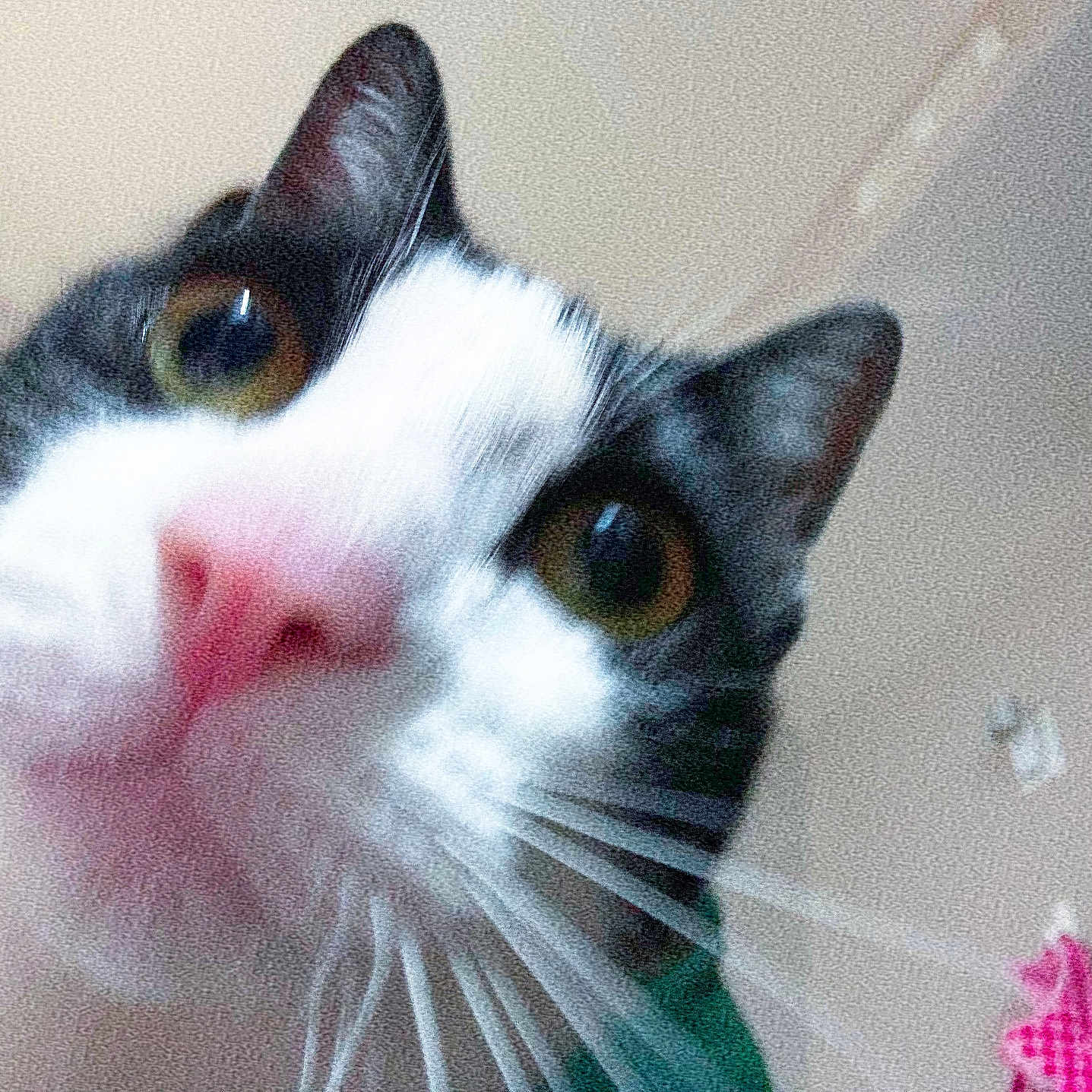 Willow is registered to the contest to win money with this photo: cat, close_up, curious, pink_nose, whiskers, indoor, face, pet, animal, feline, eyes, black_and_white, indoor_lighting, portrait, nose, fur, close, head, indoor_background