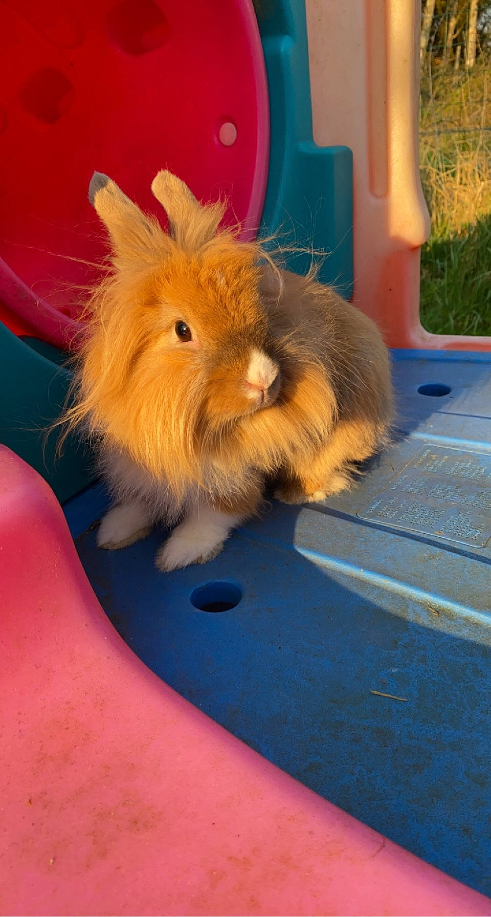 Cléo participe au concours pour gagner de l'argent avec cette photo : canidae, companion_dog, dog_breed, domestic_rabbit, event, fawn, felidae, flooring, fur, hamster, hare, rabbit, rabbits_and_hares, rodent, snout, stuffed_toy, tail, toy, whiskers, wood