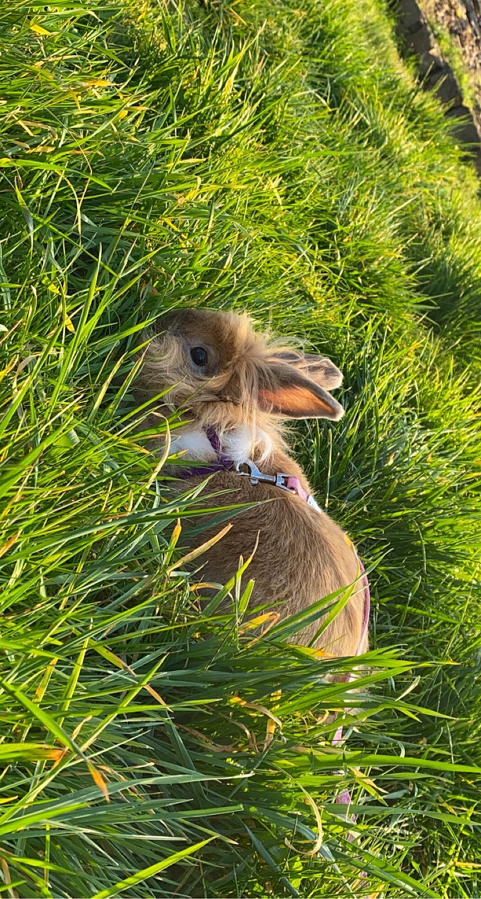Cléo a rejoint le concours — aidez-le/la à gagner de superbes lots ! beak, fawn, felidae, grass, grass_family, grassland, groundcover, meadow, natural_landscape, organism, people_in_nature, plant, plant_community, prairie, rabbit, snout, terrestrial_animal, terrestrial_plant, vegetation, whiskers