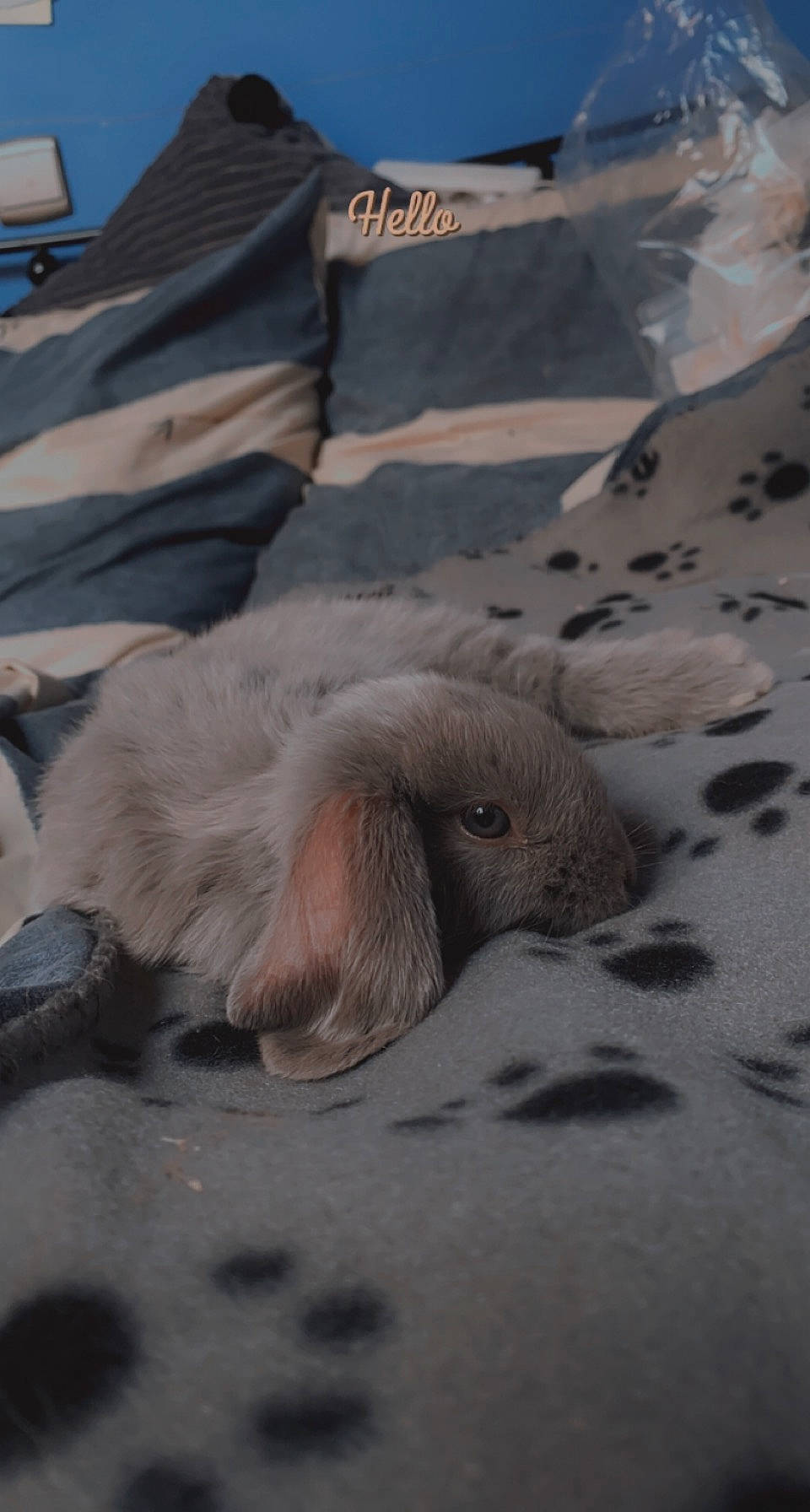 Meeko participe au concours pour gagner de l'argent avec cette photo : comfort, elephant, fur, grey, landscape, linens, rock, sand, seal, soil, terrestrial_animal, wildlife, wood, working_animal, wrinkle