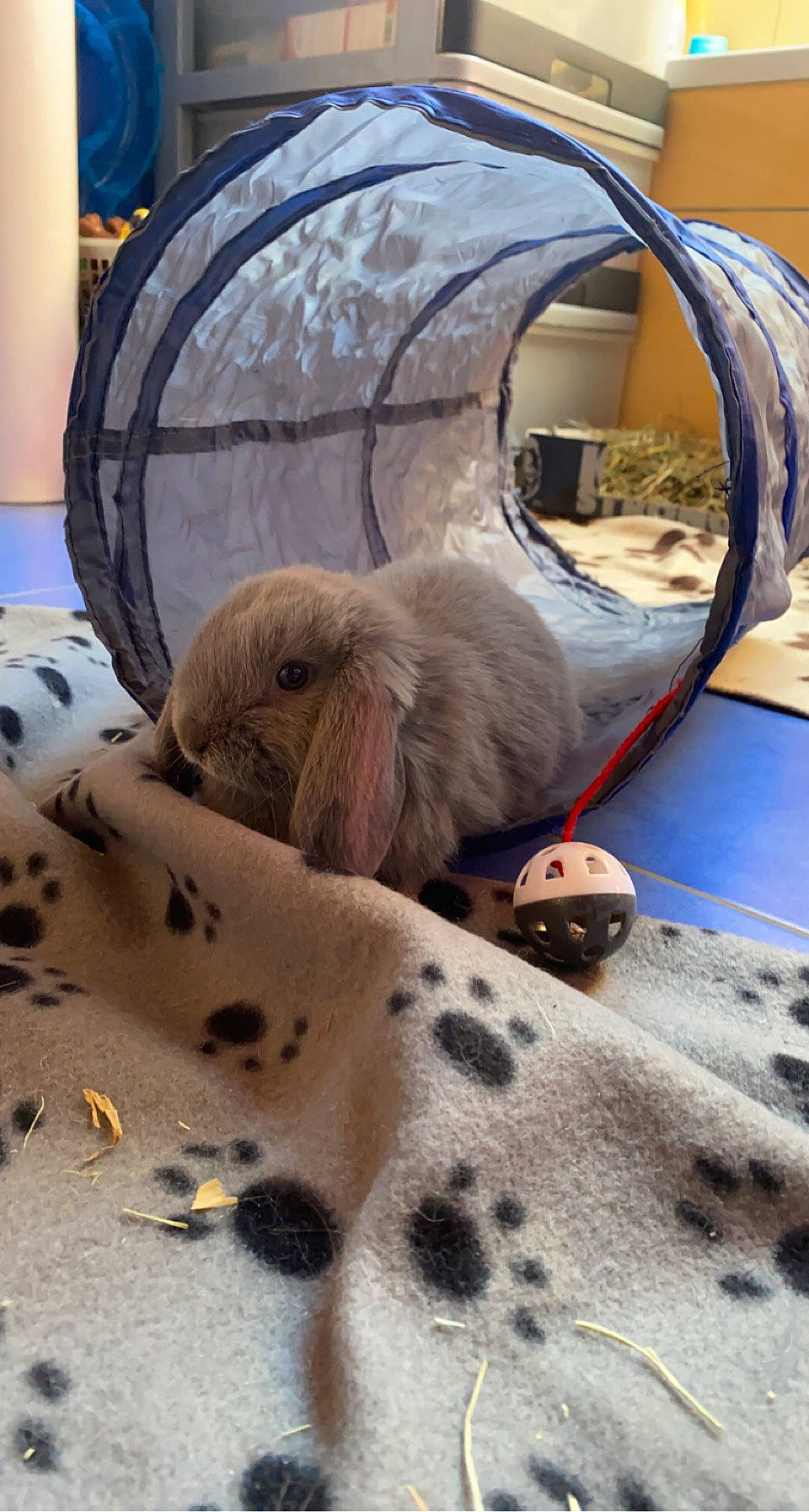 Meeko a rejoint le concours — aidez-le/la à gagner de superbes lots ! auto_part, automotive_wheel_system, bag, canidae, carnivore, comfort, companion_dog, dog_breed, fawn, fur, linens, mammal, motor_vehicle, pattern, sporting_group, terrestrial_animal, whiskers, wildlife, wood, working_animal