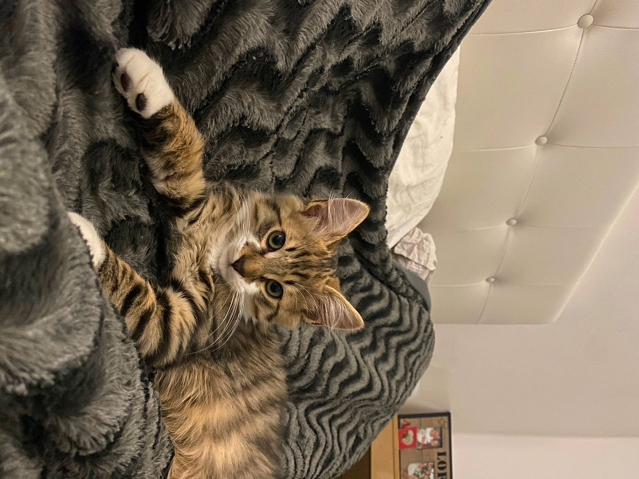 Mylo participe au concours pour gagner de l'argent avec cette photo : carnivore, cat, ceiling, claw, domestic_short_haired_cat, felidae, fur, pattern, paw, small_to_medium_sized_cats, tail, terrestrial_animal, tree, visual_arts, whiskers