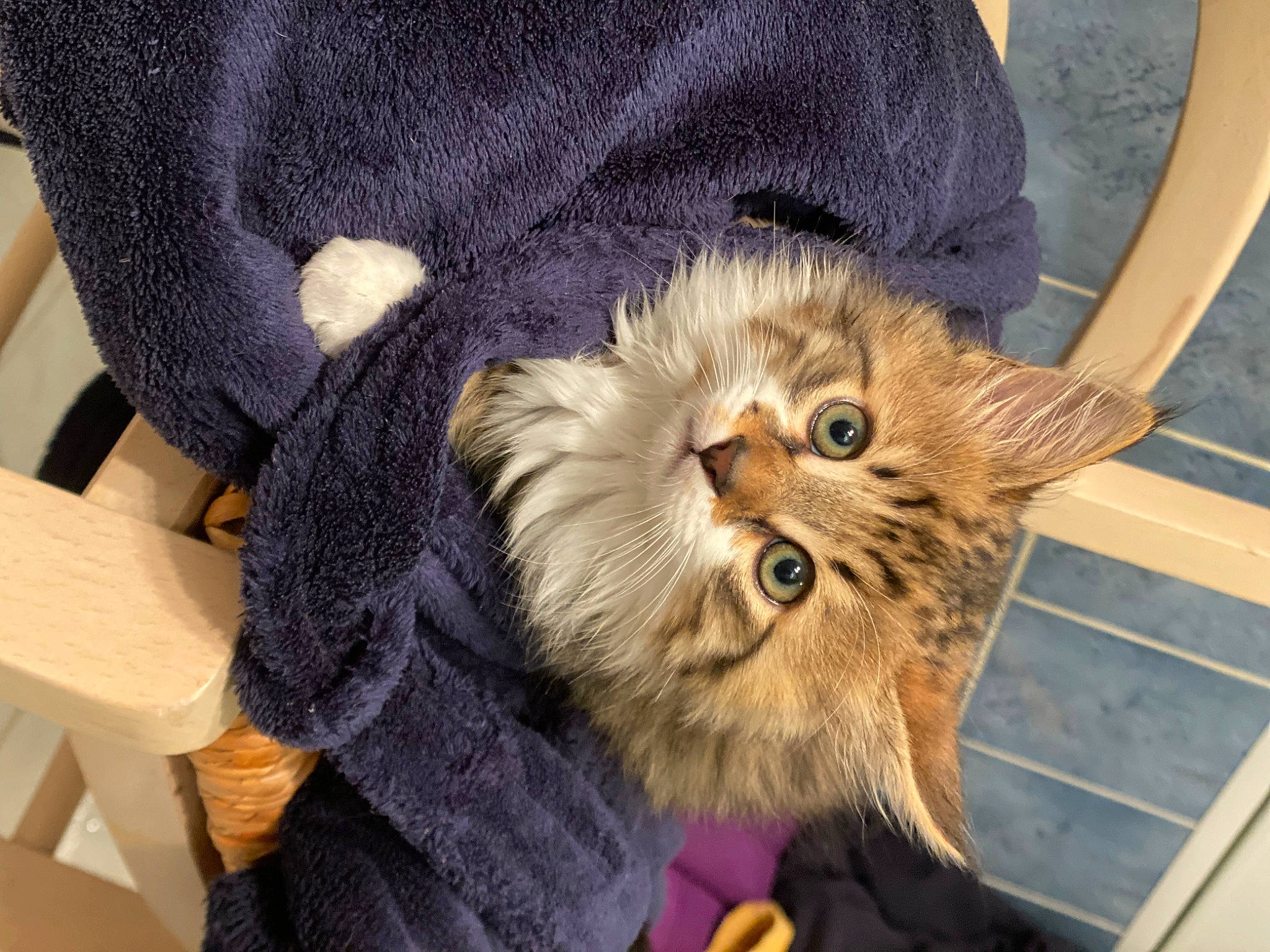 Mylo participe au concours pour gagner de l'argent avec cette photo : canidae, carnivore, cat, claw, comfort, companion_dog, domestic_short_haired_cat, eye, fawn, felidae, fur, paw, small_to_medium_sized_cats, snout, tail, terrestrial_animal, whiskers, wood