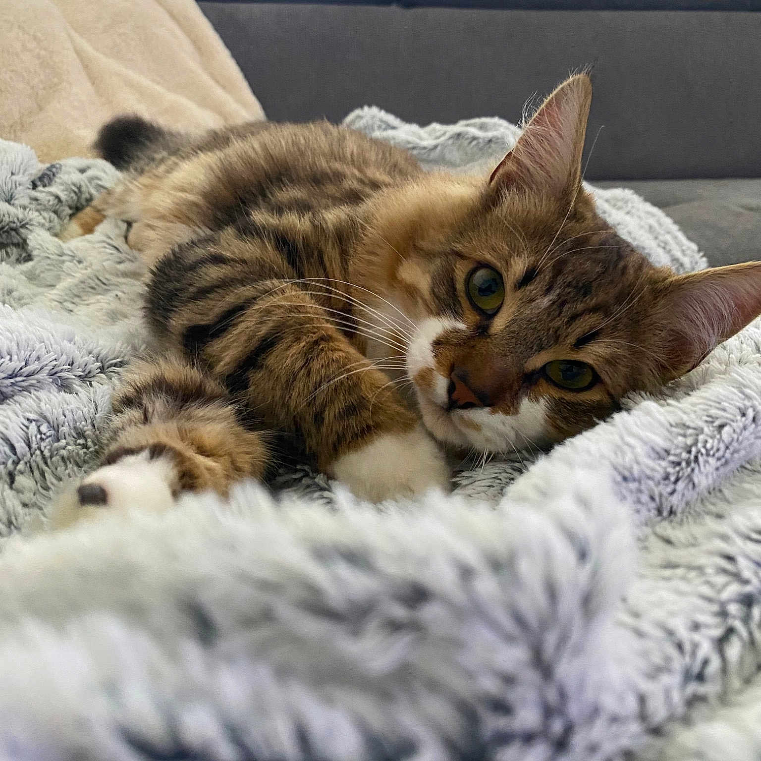 Mylo