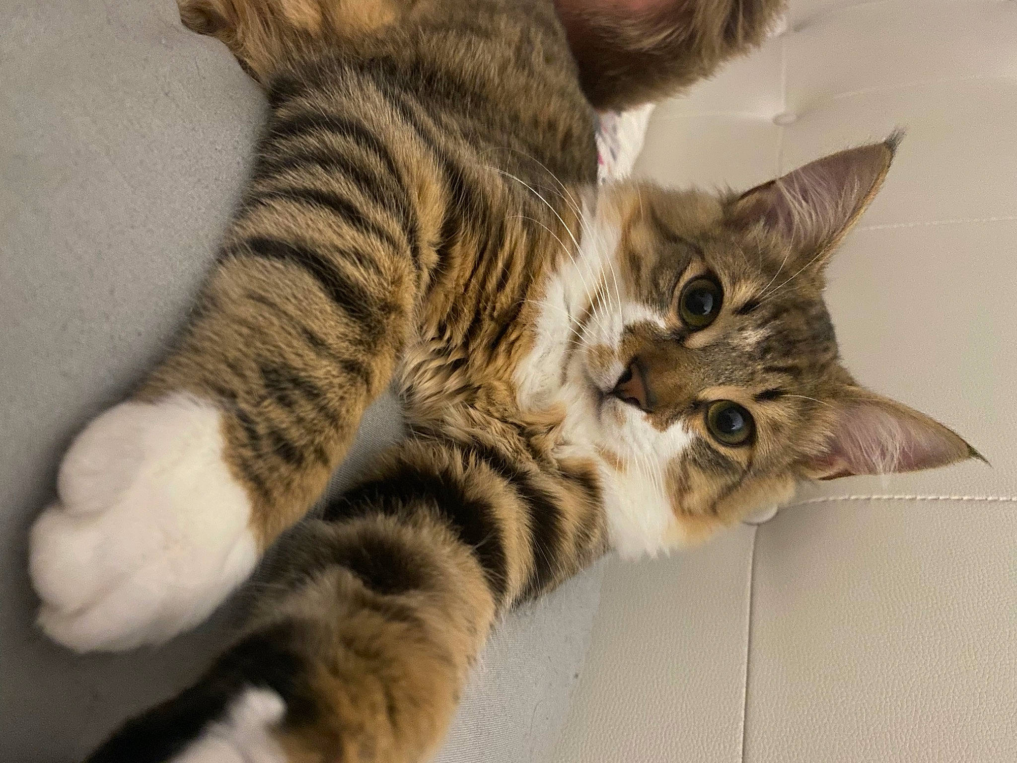 Mylo a rejoint le concours — aidez-le/la à gagner de superbes lots ! carnivore, cat, claw, domestic_short_haired_cat, ear, felidae, fur, paw, small_to_medium_sized_cats, snout, tail, terrestrial_animal, whiskers, wildlife