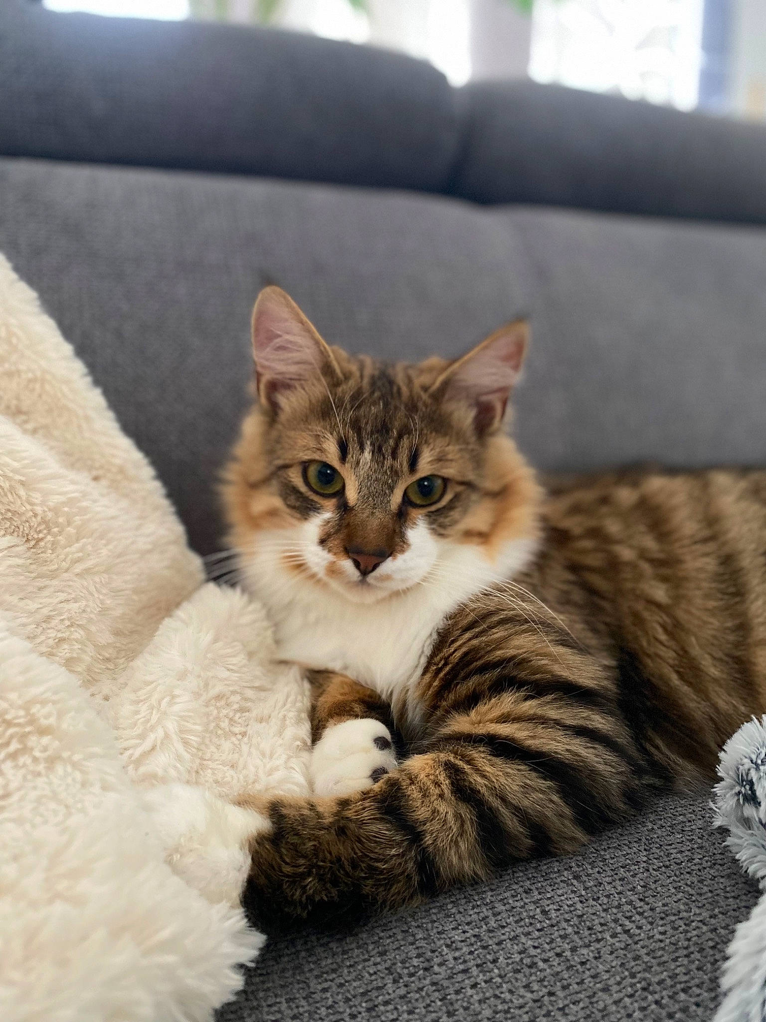 Mylo participe au concours pour gagner de l'argent avec cette photo : carnivore, cat, cat_supply, claw, comfort, couch, domestic_short_haired_cat, felidae, fur, paw, sitting, small_to_medium_sized_cats, snout, tail, whiskers, window