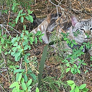 Oliver joined the competition — help win amazing prizes! animal, brown, camouflage, cat, collar, eyes, feline, forest, greenery, leash, leaves, lying_down, mammal, nature, outdoor, pet, relaxed, twigs, whiskers, wildlife