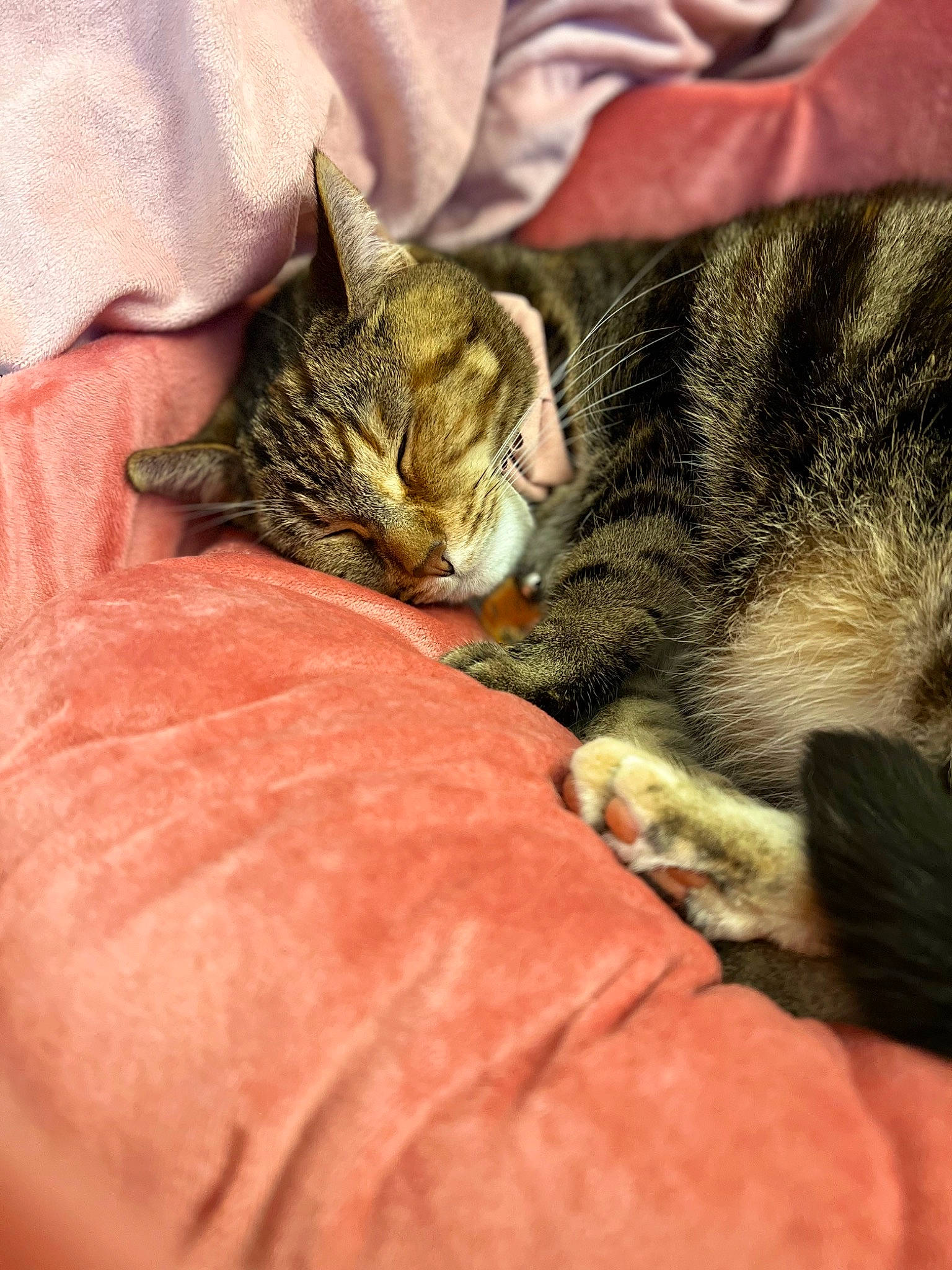 Burger joined the competition — help win amazing prizes! carnivore, cat, claw, comfort, domestic_short_haired_cat, fawn, felidae, fur, linens, nap, paw, small_to_medium_sized_cats, snout, tail, terrestrial_animal, textile, whiskers, wildlife