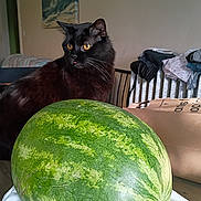 Biggie is registered to the contest to win money with this photo: cat, black_cat, watermelon, fruit, indoor, portrait, animal, pet, yellow_eyes, whiskers, fluffy, sitting, alert, fur, household, laundry, cardboard_box, bedroom, table, still_life