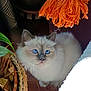 Whisky a rejoint le concours — aidez-le/la à gagner de superbes lots ! cat, blue_eyes, fluffy, indoor, plant, basket, yarn_tassel, wooden_floor, pet, feline, curious, cozy, natural_light, close_up, domestic_animal, whiskers, ears, fur, looking_up, home