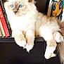 Whisky a rejoint le concours — aidez-le/la à gagner de superbes lots ! cat, blue_eyes, fluffy, shelf, books, decor, indoor, relaxed, feline, cute, pet, white_fur, beige_fur, portrait, animal, home, cozy, resting, closeup, cute_pet