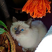 Whisky a rejoint le concours — aidez-le/la à gagner de superbes lots ! cat, blue_eyes, fluffy, indoor, plant, basket, tassel, wooden_floor, curious, pet, feline, fur, close_up, animal, domestic, home, natural_light, orange, brown, cozy