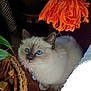 cat, blue_eyes, fluffy, indoor, plant, basket, tassel, wooden_floor, curious, pet, feline, fur, close_up, animal, domestic, home, natural_light, orange, brown, cozy