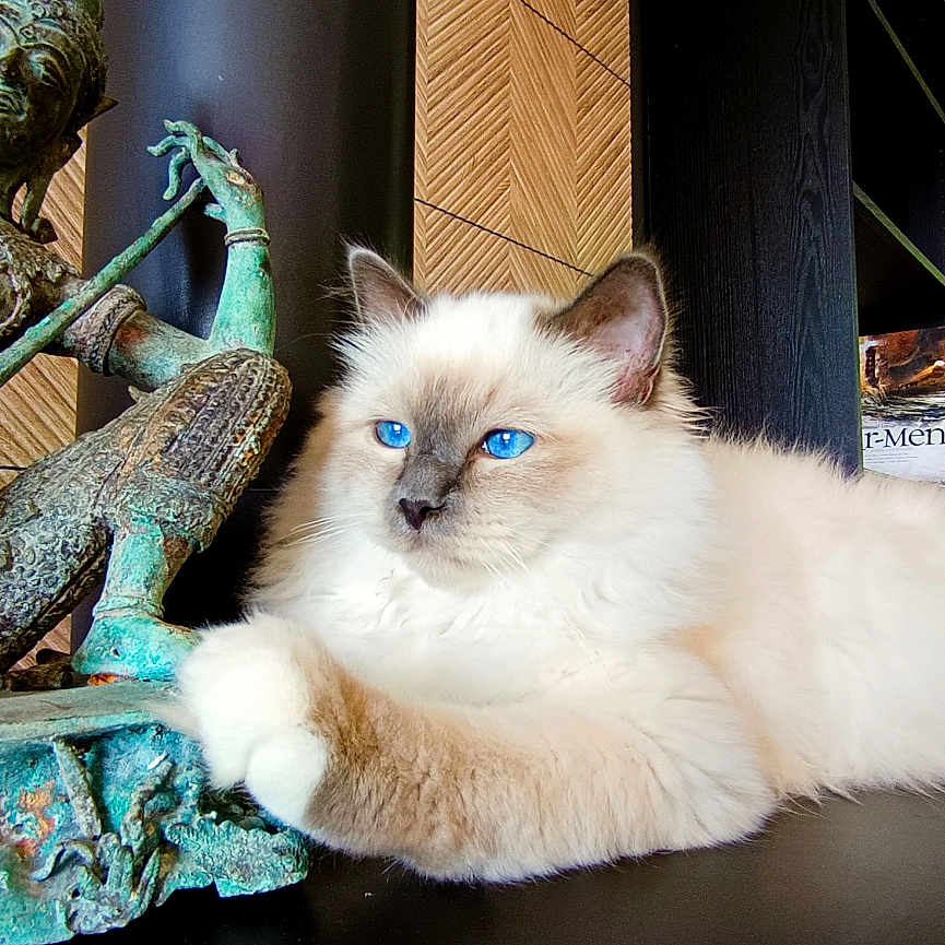 Whisky a rejoint le concours — aidez-le/la à gagner de superbes lots ! animal, blue_eyes, bookshelf, bronze_statue, cat, cozy, decor, fluffy, furniture, home, indoors, light, living_room, pet, plant, relaxing, resting, statue, table, window