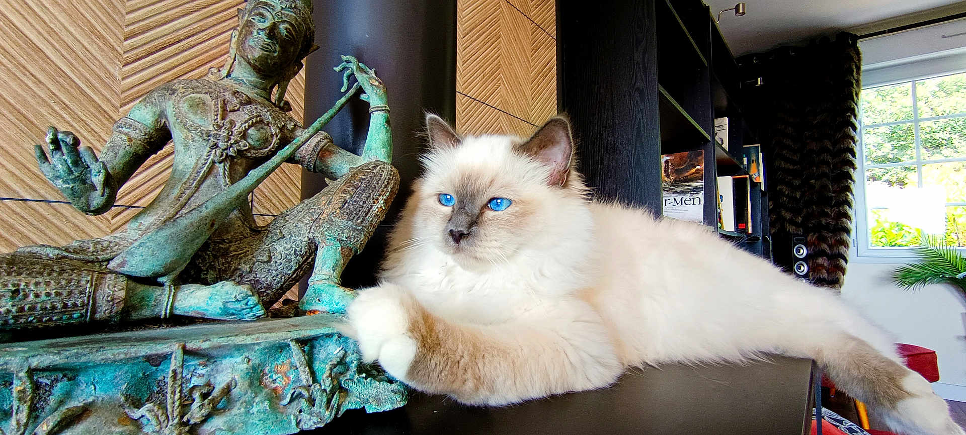 Whisky a rejoint le concours — aidez-le/la à gagner de superbes lots ! cat, blue_eyes, fluffy, statue, bronze_statue, indoors, bookshelf, window, plant, furniture, relaxing, pet, animal, table, decor, living_room, light, cozy, home, resting