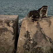 Taxuma is registered to the contest to win money with this photo: raccoon, animal, wildlife, concrete, rocks, water, sea, outdoor, nature, mammal, two_animals, gray, fur, eyes, snout, ears, daytime, shore, plants, background