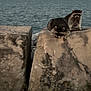 raccoon, animal, wildlife, concrete, rocks, water, sea, outdoor, nature, mammal, two_animals, gray, fur, eyes, snout, ears, daytime, shore, plants, background