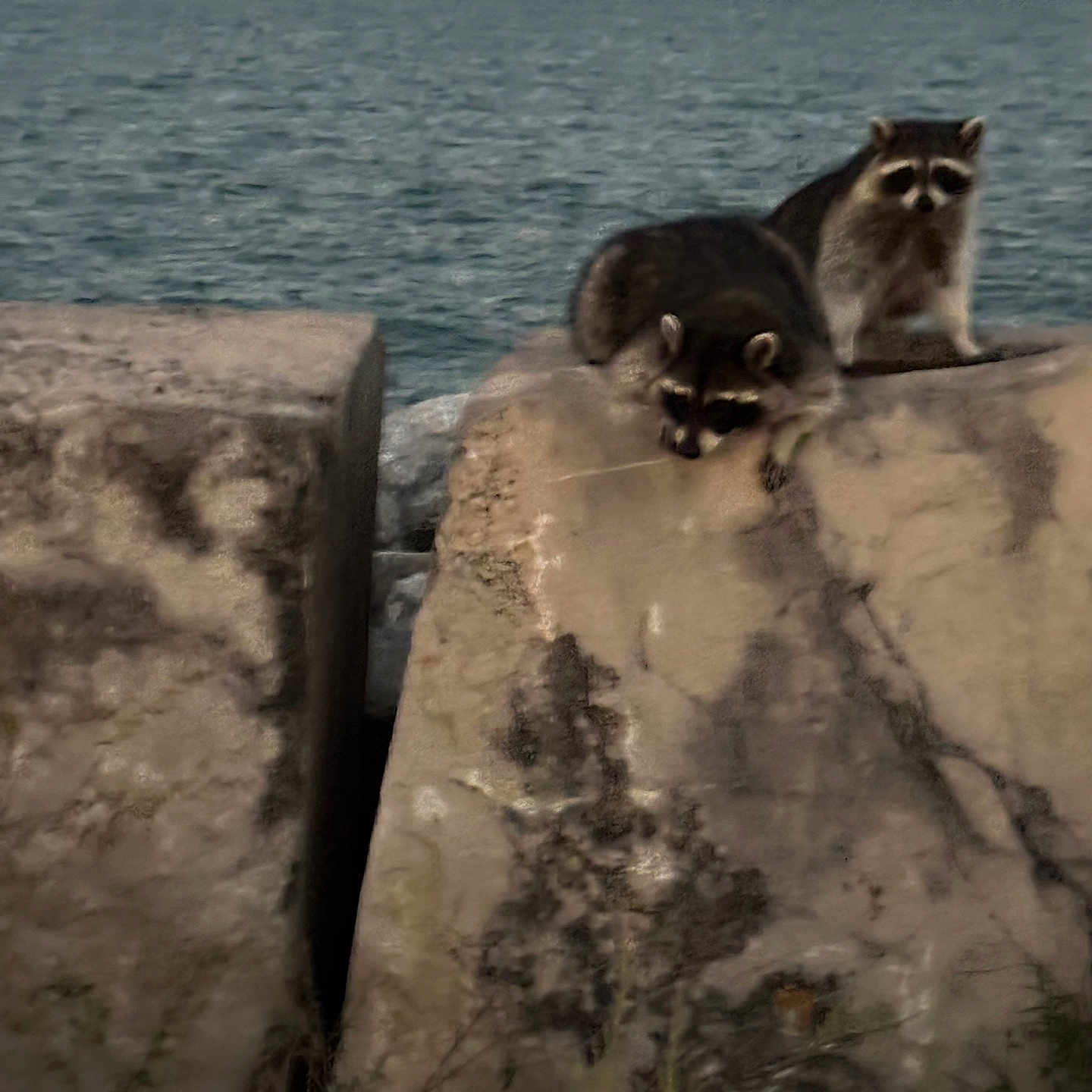 Taxuma is registered to the contest to win money with this photo: animal, background, concrete, daytime, ears, eyes, fur, gray, mammal, nature, outdoor, plants, raccoon, rocks, sea, shore, snout, two_animals, water, wildlife